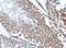 Calreticulin-3 antibody, NBP1-33337, Novus Biologicals, Immunohistochemistry frozen image 