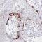 Zinc Finger Protein 713 antibody, NBP2-31767, Novus Biologicals, Immunohistochemistry paraffin image 