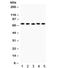 Polycomb protein EED antibody, R31834, NSJ Bioreagents, Western Blot image 