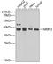 Nuclear Receptor Binding Factor 2 antibody, A09144-1, Boster Biological Technology, Western Blot image 