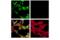 Heme Oxygenase 1 antibody, 86806S, Cell Signaling Technology, Immunocytochemistry image 