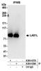 LAS1 Like, Ribosome Biogenesis Factor antibody, A304-437A, Bethyl Labs, Immunoprecipitation image 