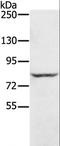 RING finger protein 43 antibody, LS-B15814, Lifespan Biosciences, Western Blot image 