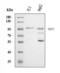 BRCA1 Associated Protein 1 antibody, A00345-2, Boster Biological Technology, Western Blot image 