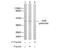 JunB Proto-Oncogene, AP-1 Transcription Factor Subunit antibody, AP02328PU-N, Origene, Western Blot image 