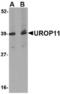 Mint-1 antibody, TA306580, Origene, Western Blot image 