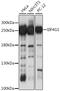 p220 antibody, 13-310, ProSci, Western Blot image 