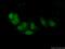 BarH Like Homeobox 2 antibody, 23976-1-AP, Proteintech Group, Immunofluorescence image 