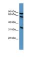 CD27 Molecule antibody, orb331016, Biorbyt, Western Blot image 