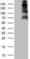 Tumor Protein P53 Binding Protein 1 antibody, TA807220, Origene, Western Blot image 