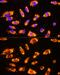 Gonadotropin Releasing Hormone 1 antibody, GTX64650, GeneTex, Immunofluorescence image 