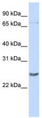 PR domain zinc finger protein 5 antibody, TA345262, Origene, Western Blot image 