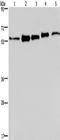 Heterogeneous Nuclear Ribonucleoprotein L antibody, TA351252, Origene, Western Blot image 