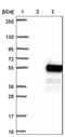 Klf14 antibody, NBP1-92428, Novus Biologicals, Western Blot image 