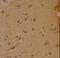 SRY-Box 4 antibody, LS-C97708, Lifespan Biosciences, Immunohistochemistry frozen image 