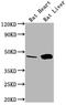Renin antibody, CSB-PA019561LA01RA, Cusabio, Western Blot image 