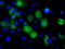 Basigin (Ok Blood Group) antibody, TA501190, Origene, Immunofluorescence image 