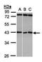 Ankyrin Repeat And SOCS Box Containing 5 antibody, PA5-28535, Invitrogen Antibodies, Western Blot image 