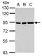 Zinc Finger And SCAN Domain Containing 20 antibody, LS-C155508, Lifespan Biosciences, Western Blot image 