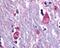 Muscarinic acetylcholine receptor M3 antibody, 48-280, ProSci, Immunohistochemistry paraffin image 
