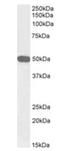 Neuropeptide Y Receptor Y5 antibody, orb372988, Biorbyt, Western Blot image 