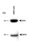 Endonuclease III-like protein 1 antibody, NB100-302, Novus Biologicals, Western Blot image 