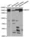 CD13 antibody, abx004330, Abbexa, Western Blot image 