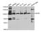 Minichromosome Maintenance Complex Component 5 antibody, TA332761, Origene, Western Blot image 