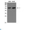 Dopachrome Tautomerase antibody, LS-C813834, Lifespan Biosciences, Western Blot image 