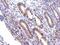 Polypeptide N-Acetylgalactosaminyltransferase 7 antibody, NBP2-16597, Novus Biologicals, Immunohistochemistry frozen image 