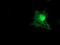 Tropomodulin 1 antibody, TA503170, Origene, Immunofluorescence image 