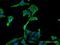 Zinc finger protein basonuclin-1 antibody, H00000646-M03, Novus Biologicals, Immunocytochemistry image 