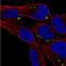 Sterile Alpha Motif Domain Containing 5 antibody, NBP2-38110, Novus Biologicals, Immunofluorescence image 