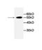 Lactate Dehydrogenase A antibody, orb95285, Biorbyt, Western Blot image 