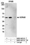 Golgin, RAB6 Interacting antibody, NBP2-60714, Novus Biologicals, Immunoprecipitation image 