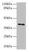 MAGE Family Member A10 antibody, CSB-PA013324LA01HU, Cusabio, Western Blot image 