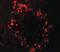 Regulator Of G Protein Signaling 22 antibody, PA5-34426, Invitrogen Antibodies, Immunofluorescence image 