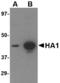 Influenza A Virus Hemagglutinin  antibody, LS-C53485, Lifespan Biosciences, Western Blot image 