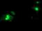 Serine Dehydratase antibody, MA5-25798, Invitrogen Antibodies, Immunocytochemistry image 