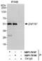 Zinc Finger Protein 787 antibody, NBP1-78198, Novus Biologicals, Western Blot image 
