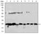 Casein kinase II subunit beta antibody, NBP2-52449, Novus Biologicals, Western Blot image 