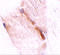 Nipsnap Homolog 2 antibody, 4953, ProSci, Immunohistochemistry paraffin image 