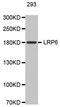 Low-density lipoprotein receptor-related protein 6 antibody, STJ24425, St John