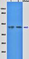 Sex Hormone Binding Globulin antibody, orb11366, Biorbyt, Western Blot image 