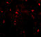 RANBP2 Like And GRIP Domain Containing 6 antibody, 4585, ProSci, Immunofluorescence image 