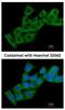 Calcineurin Like EF-Hand Protein 1 antibody, NBP2-53090, Novus Biologicals, Immunofluorescence image 