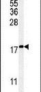 Keratin Associated Protein 1-1 antibody, PA5-25474, Invitrogen Antibodies, Western Blot image 
