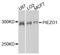 Piezo Type Mechanosensitive Ion Channel Component 1 antibody, STJ26627, St John