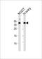 Embryonic stem cell-related gene protein antibody, PA5-49372, Invitrogen Antibodies, Western Blot image 
