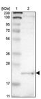 Lipopolysaccharide-induced tumor necrosis factor-alpha factor antibody, PA5-52367, Invitrogen Antibodies, Western Blot image 